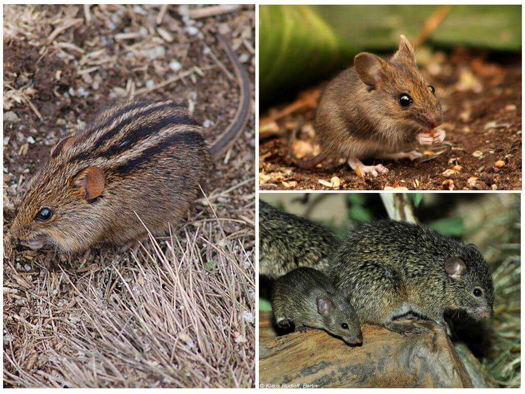 Мышь: описание, виды, среда обитания, что едят, враги и образ жизни | планета животных