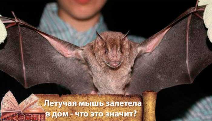 Летучая мышь залетела в квартиру – как вывести непрошенного гостя?