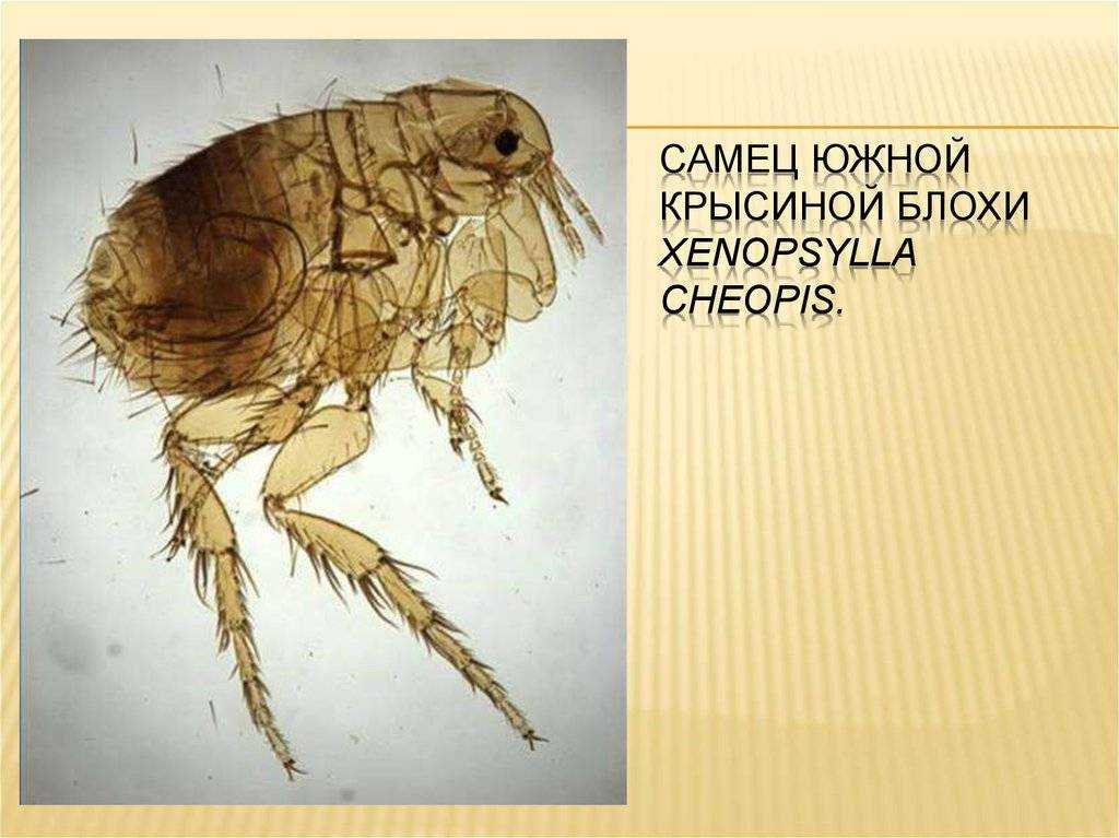 Как вывести блох у щенка