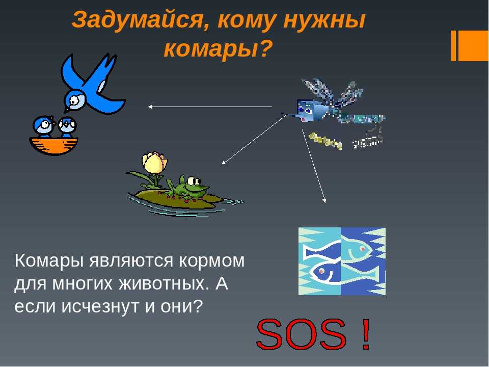 Для чего нужны комары в природе