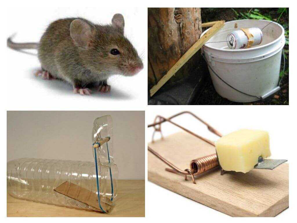 Как бороться с крысами в частном доме и какие средства при этом лучше использовать