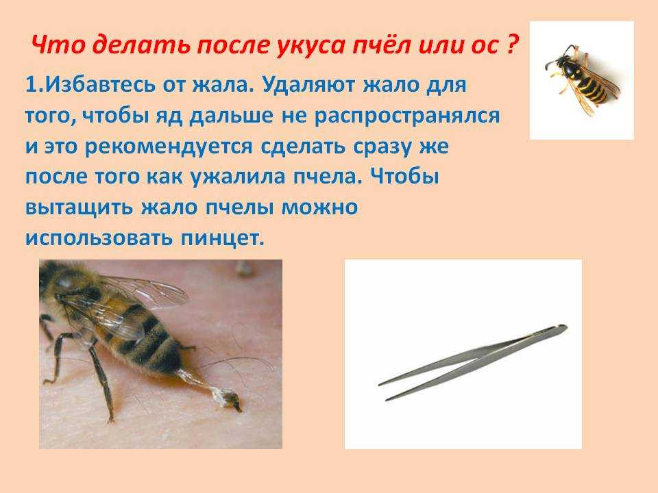 Чем отличается оса от пчелы – руководство по идентификации, фото и внешние признаки