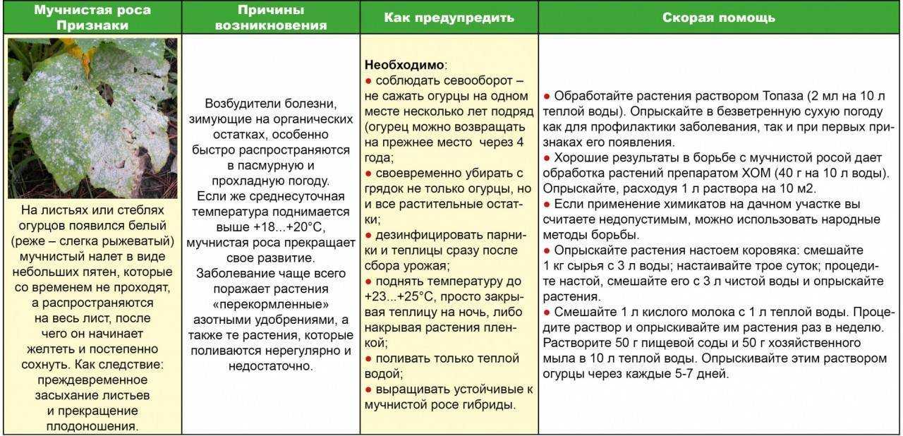 10 лучших народных средств против пищевой моли на кухне