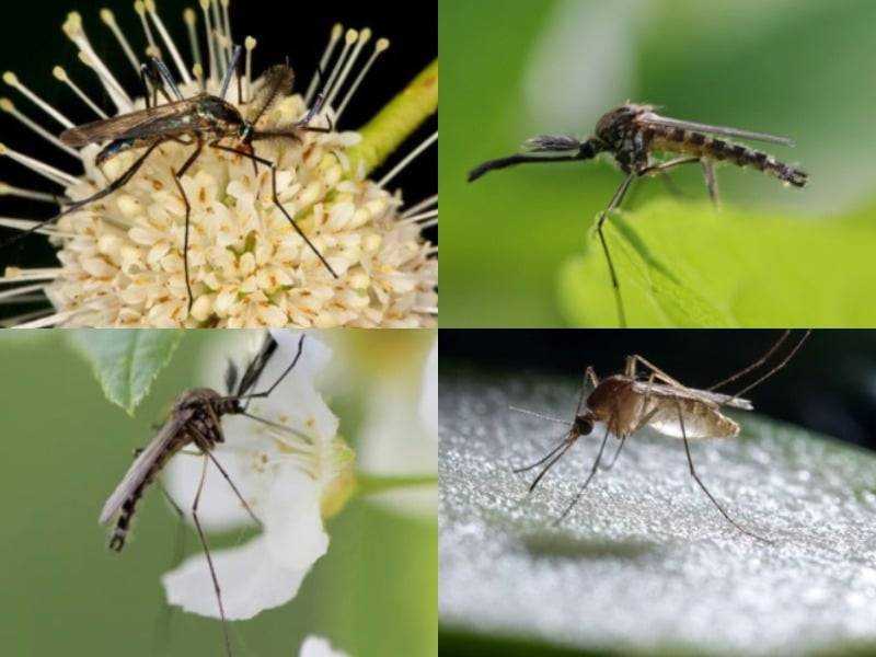 Особенности размножения комаров: нужно ли бороться с личинками?
