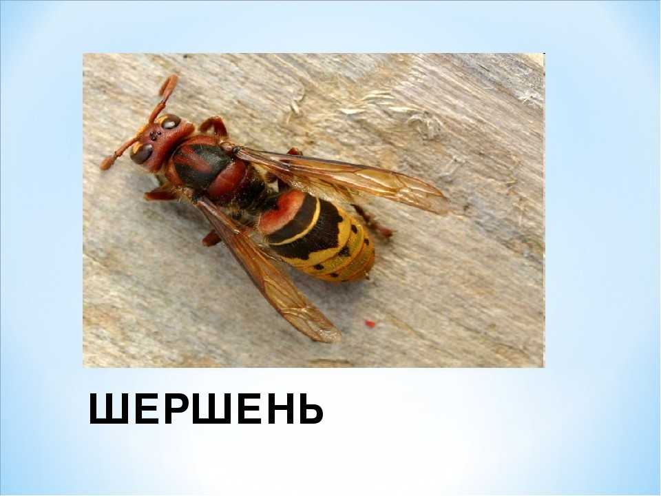 Оса: класс, отряд, описание, размножение и образ жизни