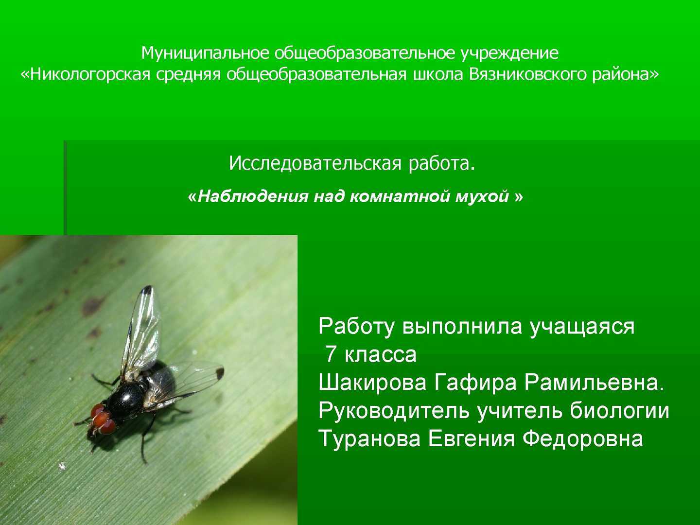 Что нужно знать о видах кусающихся и ядовитых мух?
