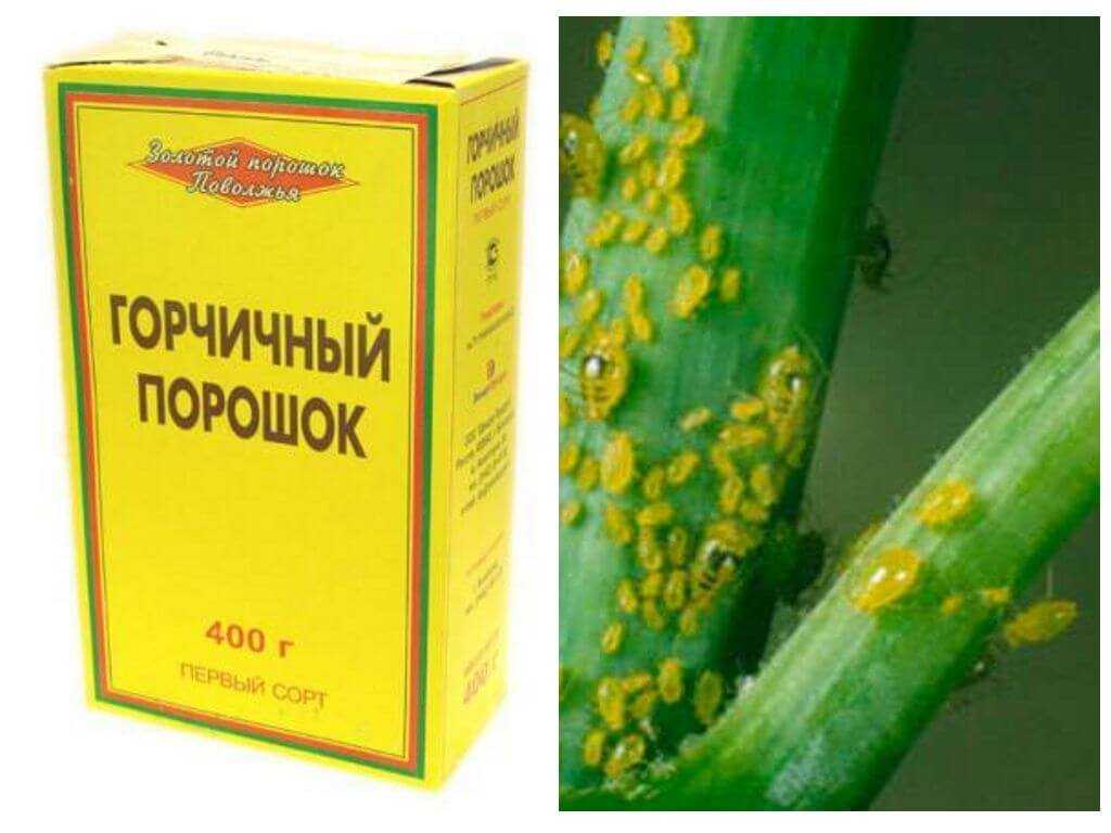 Горчица в огороде: применение от вредителей и болезней, от сорняков