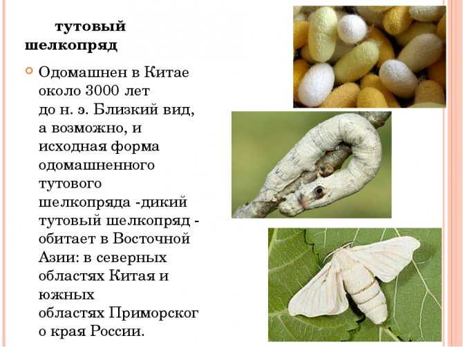 Гусеница - это насекомое или нет, фото, описание и характеристика
