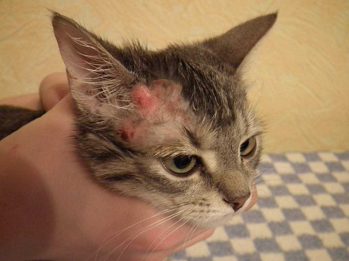Чесотка у кошек: основные симптомы, диагностика и лечение