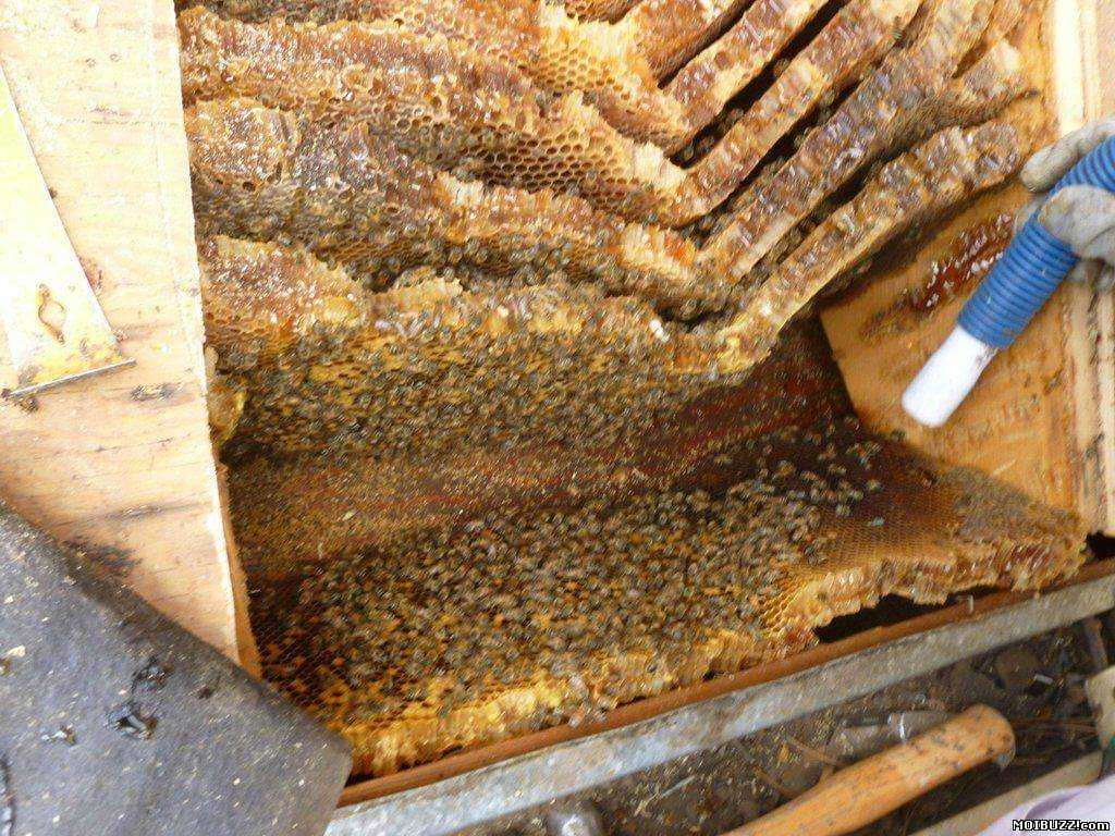 Чего боятся пчелы и как от них избавиться на участке, в доме, под крышей