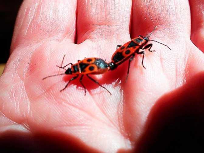 Красный жук – вредитель лилий, чем обработать