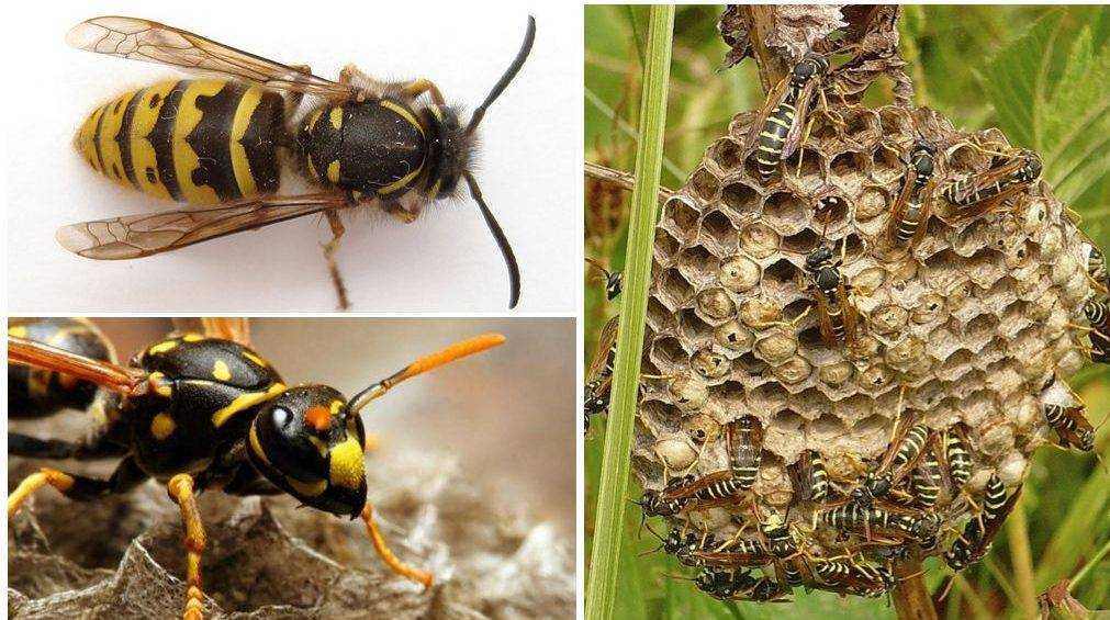 Шершень насекомое. образ жизни и среда обитания шершня