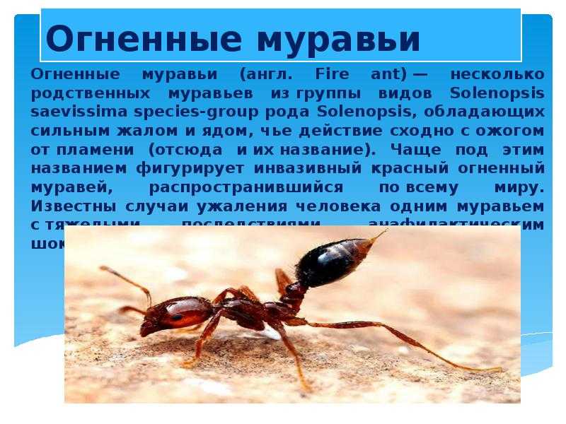 Виды муравьев: краткая характеристика насекомых, обитающих в россии