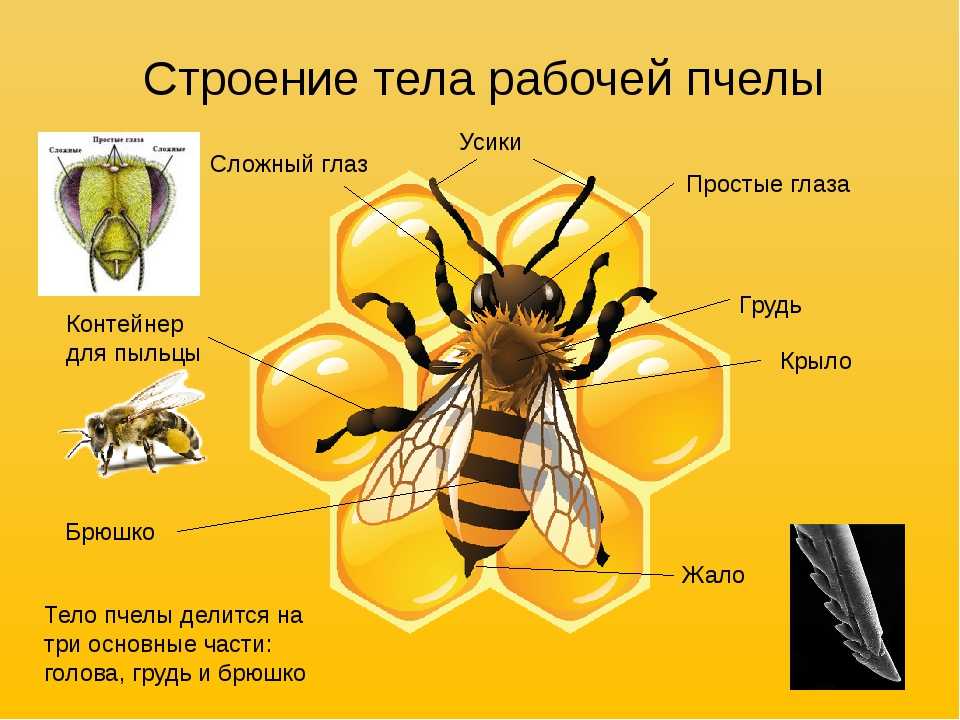 Разновидности удивительных насекомых ос