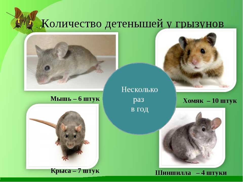 Какие типы мышей. Отличие мыши от крысы. Грызуны презентация. Крыса и мышь отличия. От крыс и мышей.