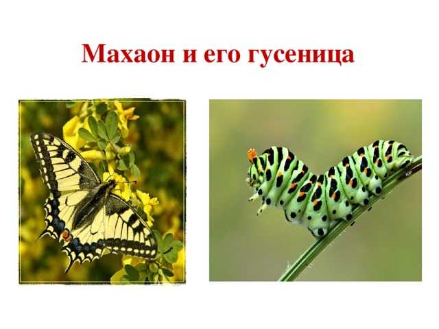 Бабочки сибири: фото и интересные факты — блог милы