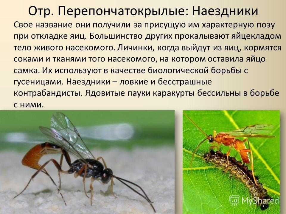 Наездник насекомое. описание, особенности, виды, образ жизни и среда обитания наездника