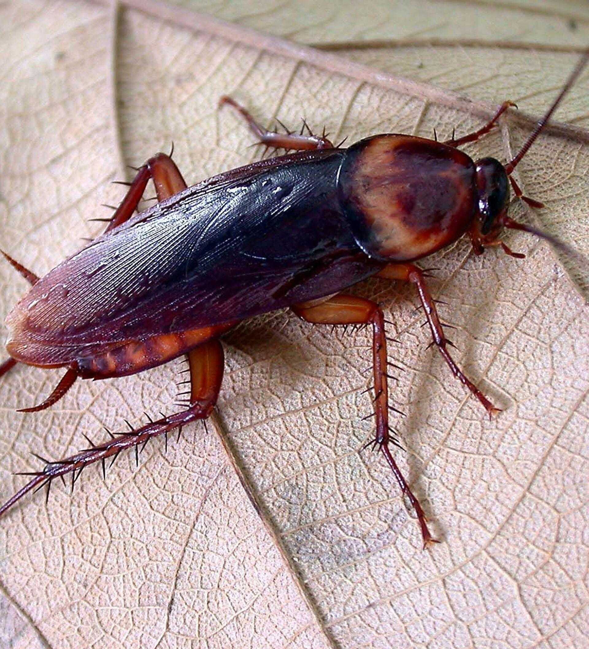 Тараканы - как от них избавиться? где обитают тараканы? фото + видео инструкция!