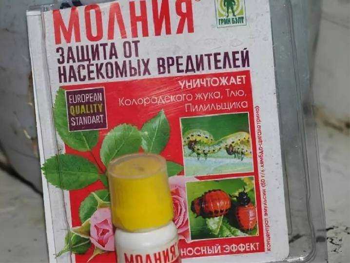Пищевая моль на кухне: лучшие способы победить вредителя, как и чем бороться