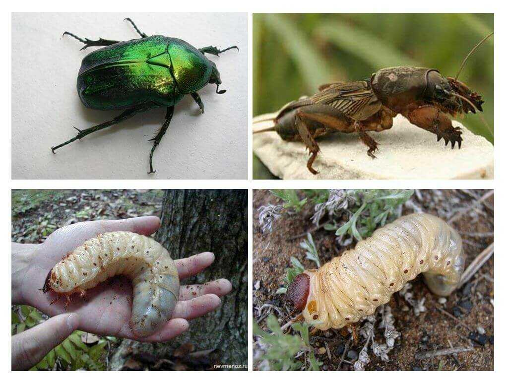 Givotinki.ru. виды майских жуков: образ жизни, особенности строения
