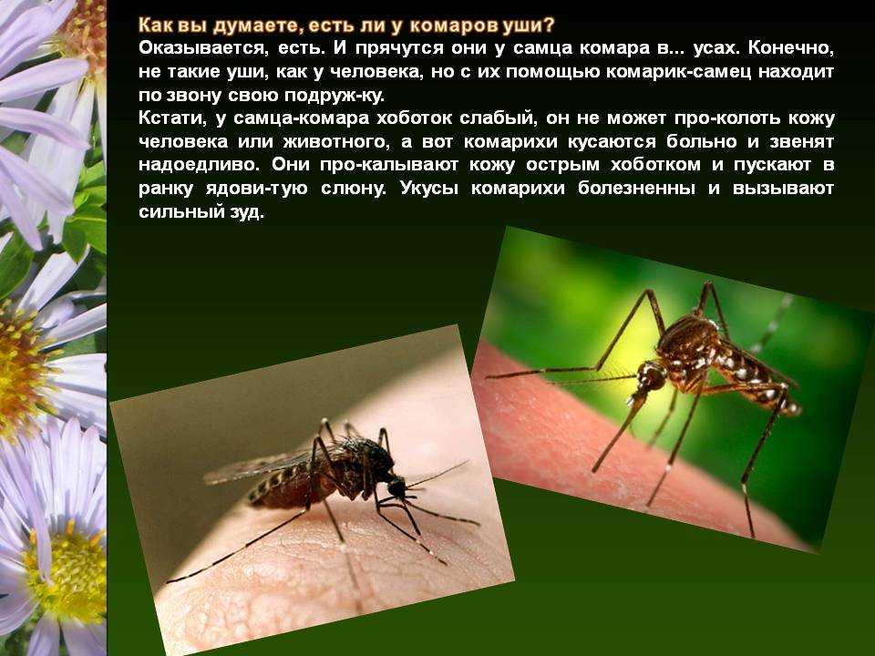 Комары - насекомые | дикий сад