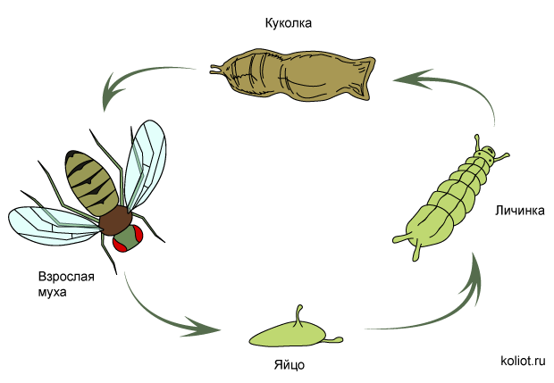 Тип превращения мухи. Цикл развития комнатной мухи схема. Циклы развития насекомых Стрекоза. Размножение мухи схема. Цикл развития мухи обыкновенной.