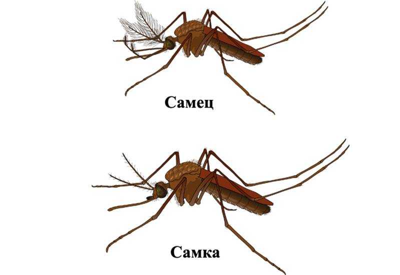 Откуда берутся комары – 10 мест, где живут личинки комаров и что с этим делать