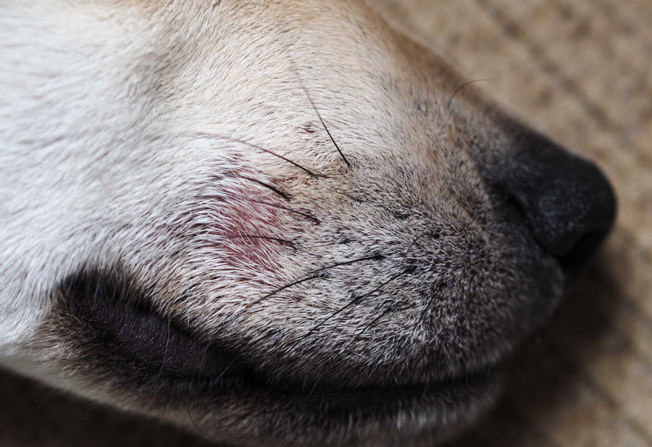 Подкожный клещ у собак: симптомы, лечение и профилактика