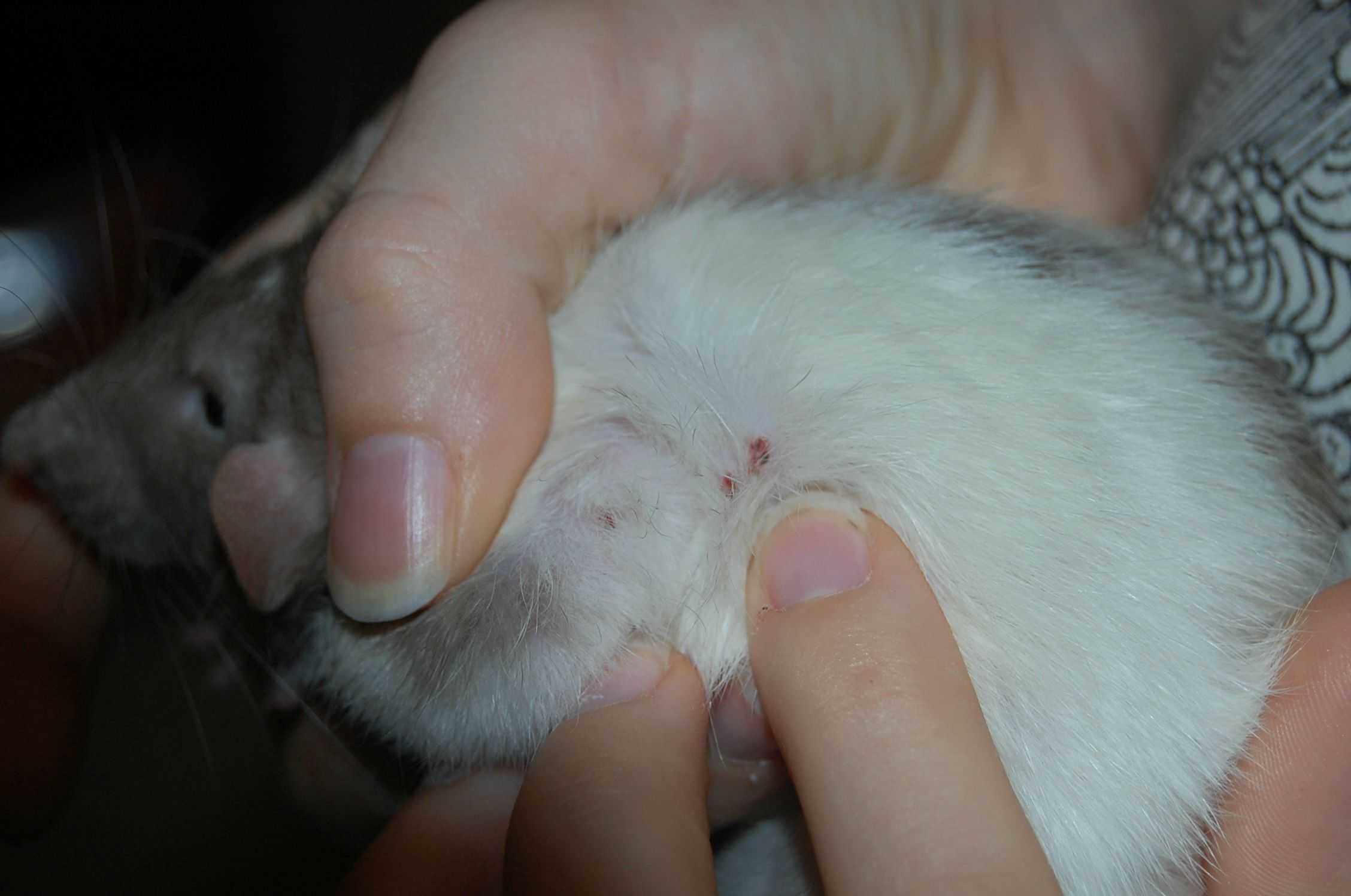 Блохи, власоеды, клещи и вши у крыс - лечение декоративной крысы от паразитов
