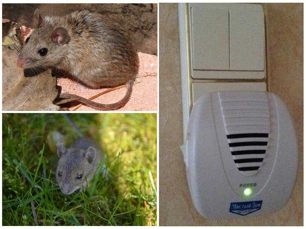 Народные средства от мышей