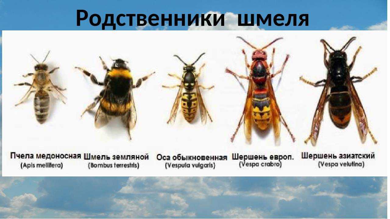 Укус осы, шмеля, шершня и его последствия, что делать, если укусили, первая помощь, фото
укус осы, шмеля, шершня и его последствия, что делать, если укусили, первая помощь, фото