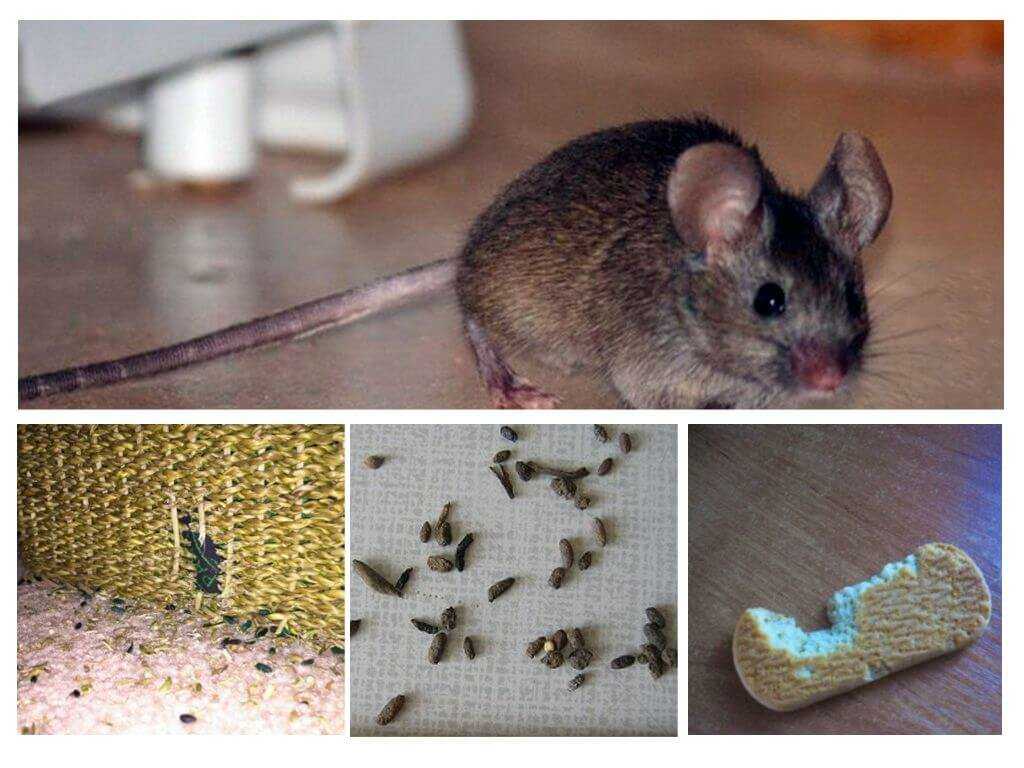 Как избавиться от мышей в квартире: чего они боятся, чем травить