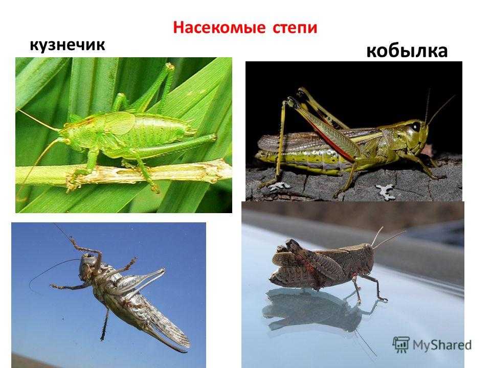 Сравнение саранчи и кузнечика фото