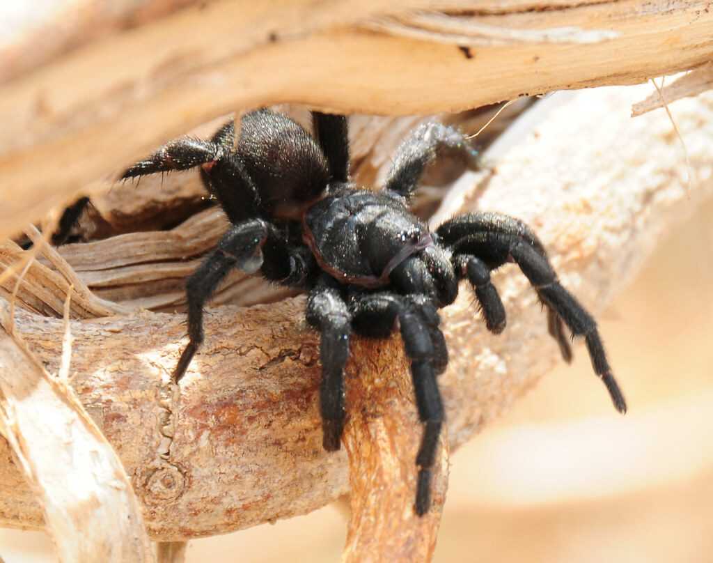 Чем опасен самый ядовитый паук в мире?