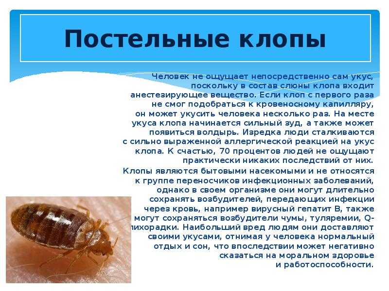 Уничтожение клопов в квартире – лучшие способы обработки. уничтожение клопов. специализированные службы