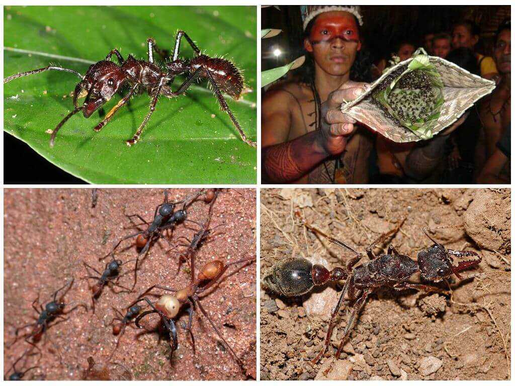 Самые сильно жалящие насекомые в мире