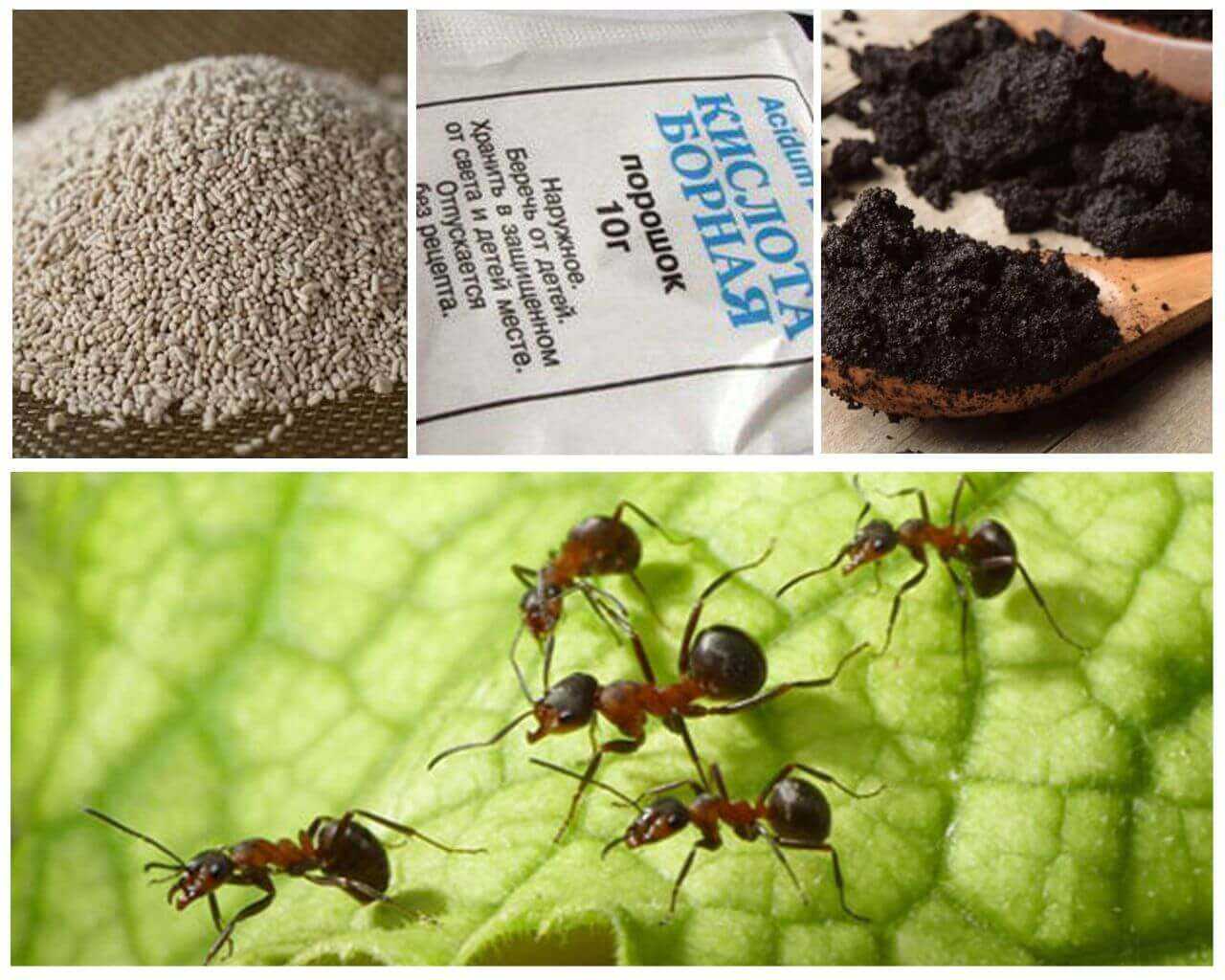 Как избавиться от муравьев: лучшие народные средства
