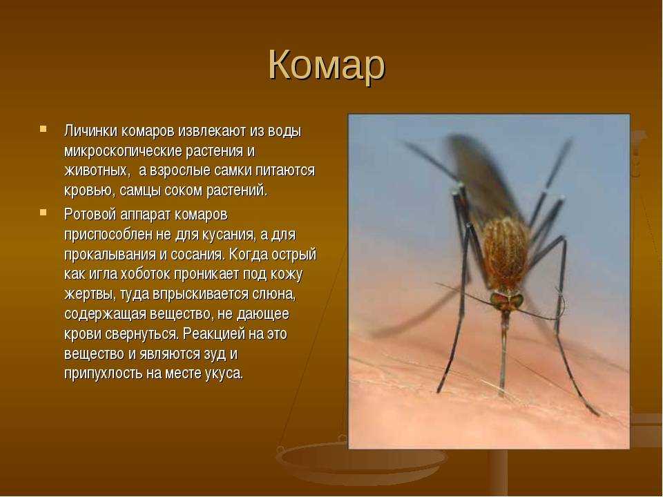 Кто питается комарами и их личинками: животные, птицы, пауки, растения