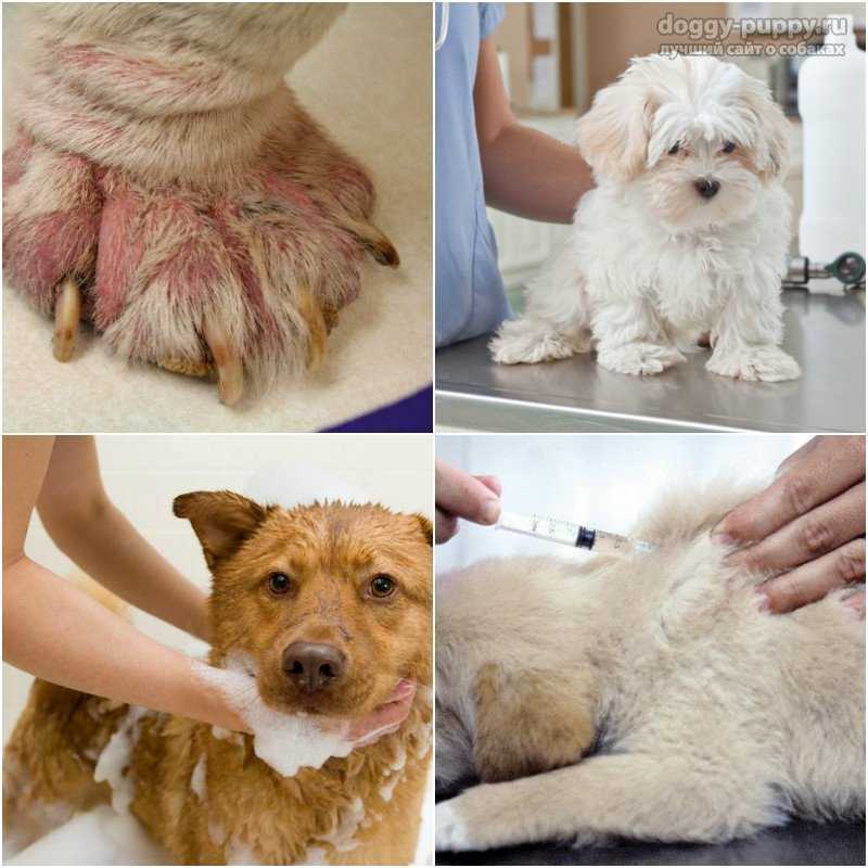 Подкожный клещ у собаки – описание, симптомы, лечение