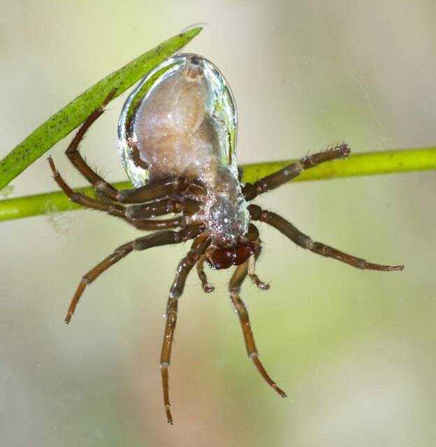 Южнорусский тарантул (мизгирь) - значение в природе, фото, где обитает