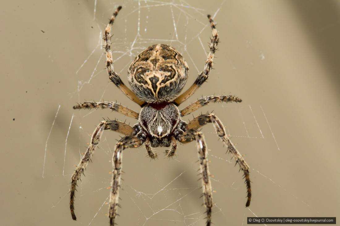Домовый паук: опасный хищник или безобидный сосед?