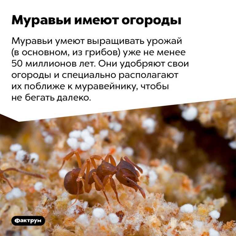 Жизнь муравьев: почему они появляются на садовых участках и в домах?