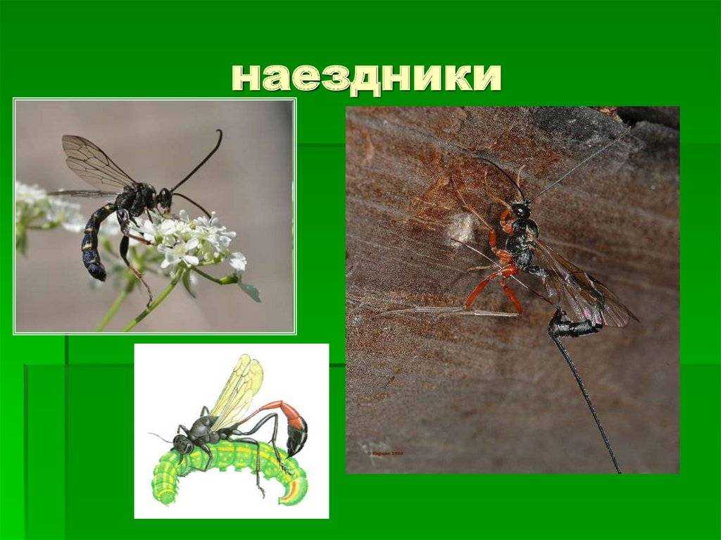 Об осе наезднике: опасна ли для человека, паразитические осы с длинным хвостом