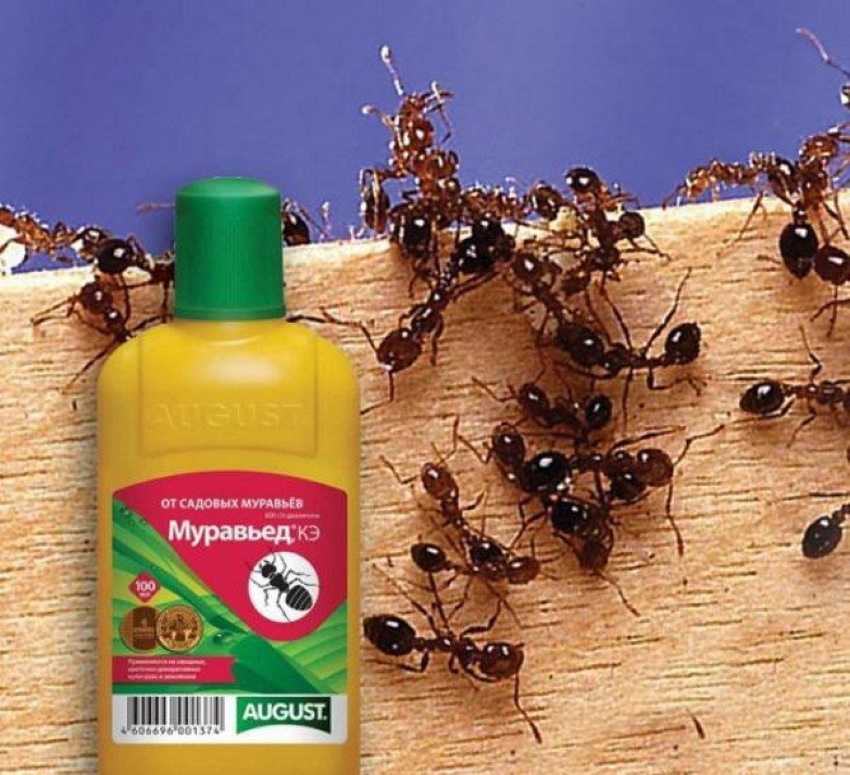Уксус от муравьев в саду и огороде