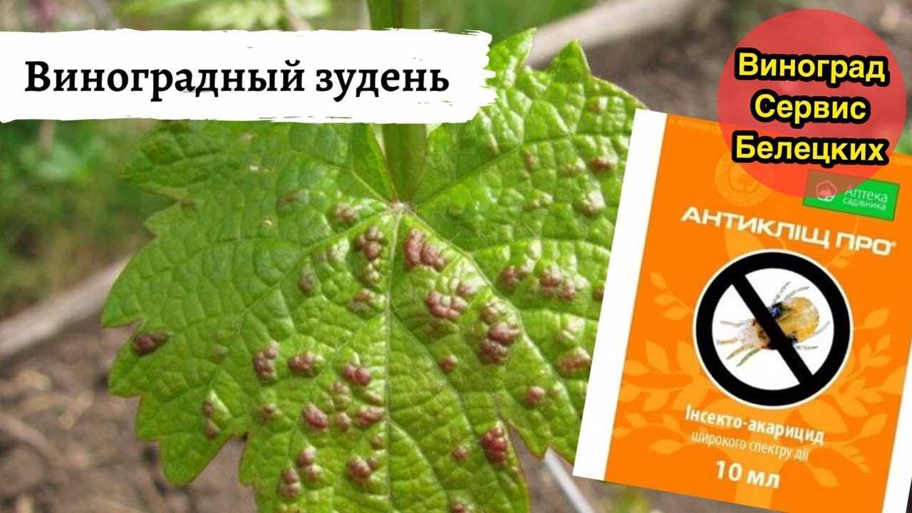 Паутинный клещ