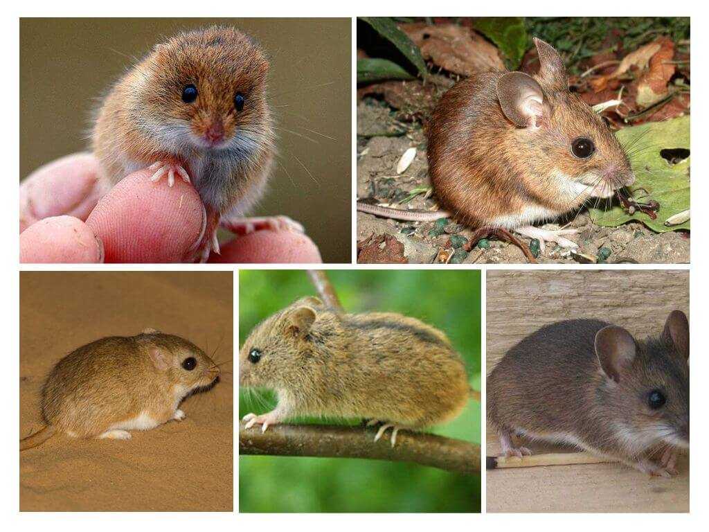 Мыши полевки с полосой на спине: классификация, описание, образ жизни грызунов