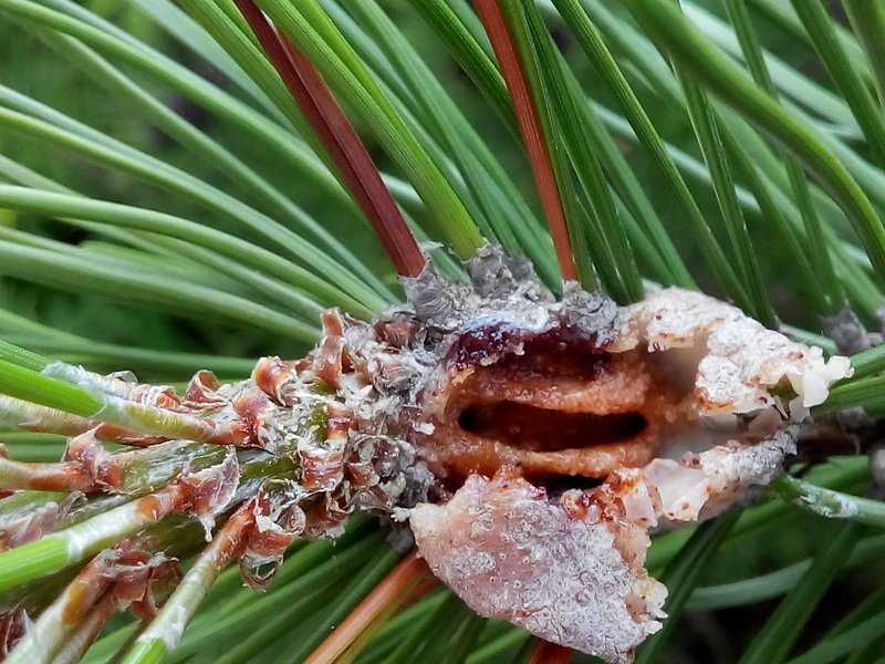 Болезни и вредители хвойных растений — профилактика и меры борьбы