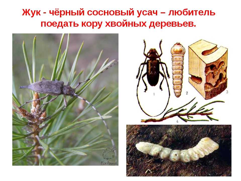 Табачная пыль — применение в садоводстве, состав, полезные свойства, видео