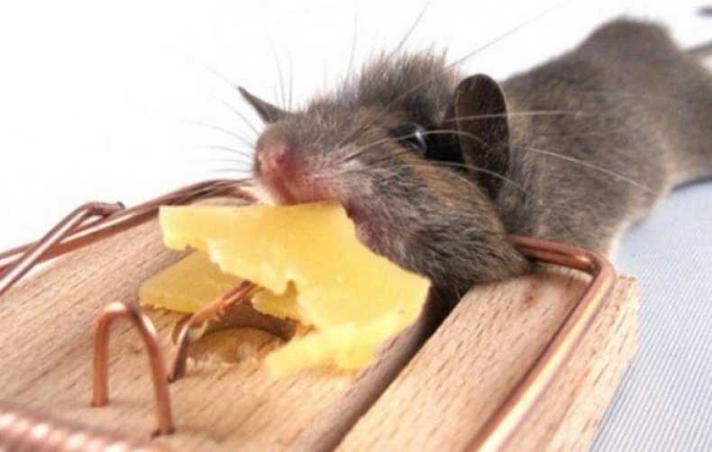 Что любят мыши больше всего приманка