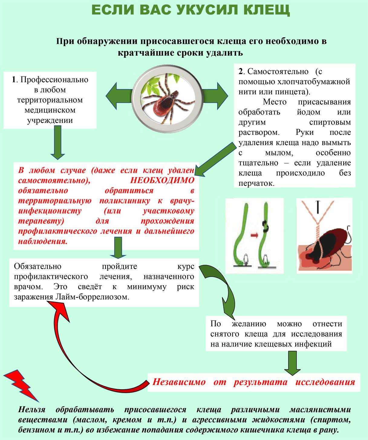 Укус клеща презентация